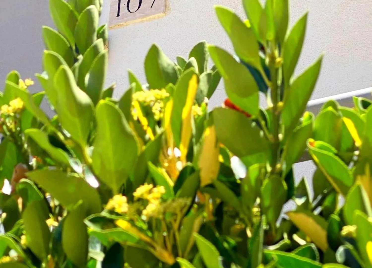 Apartment 107 - Roma Fiumicino